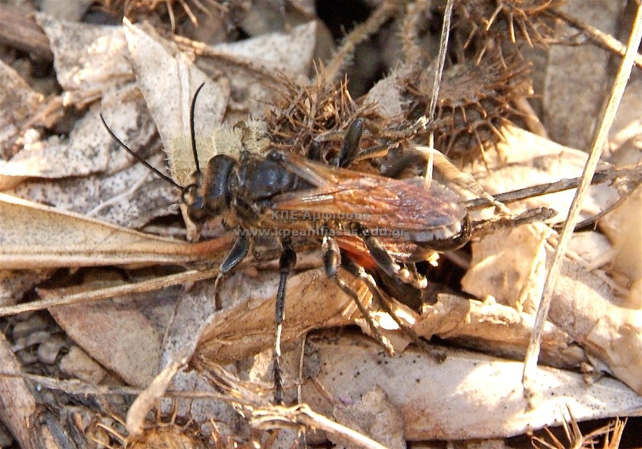 Cryptocheilus sp.