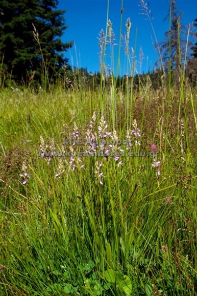 Dactylorhiza maculata