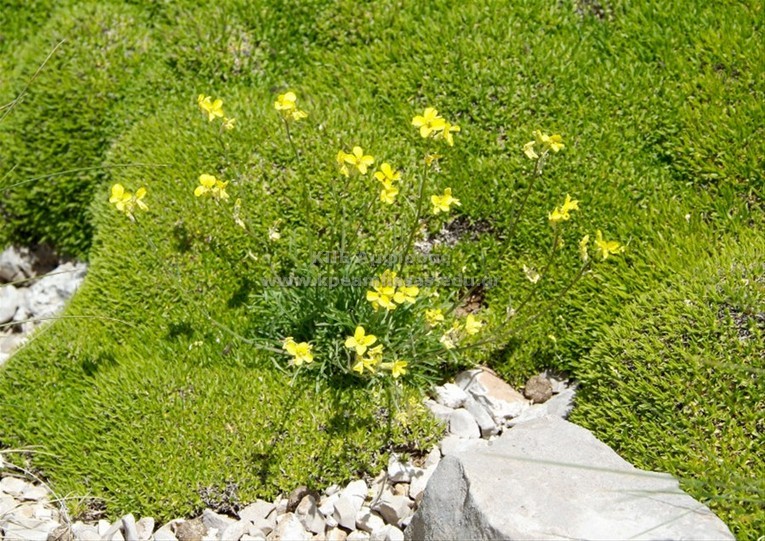 Diplotaxis tenuifolia