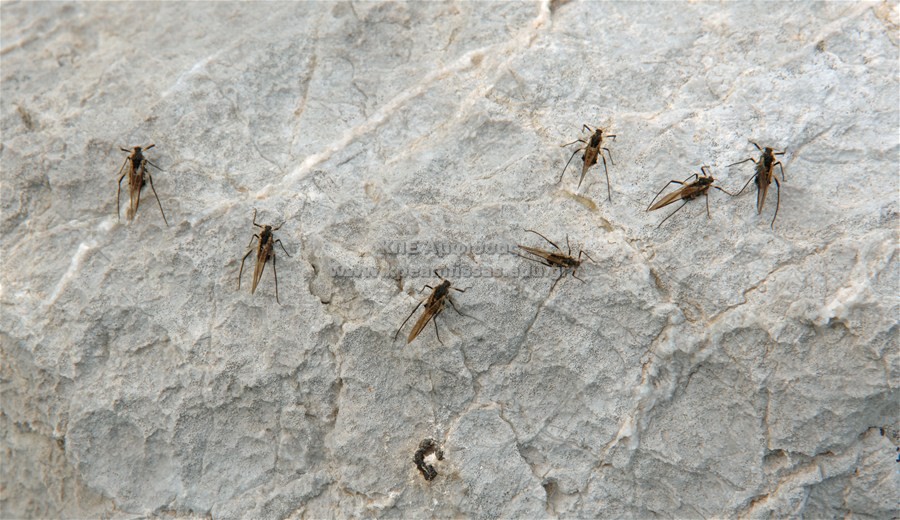 Diptera sp.