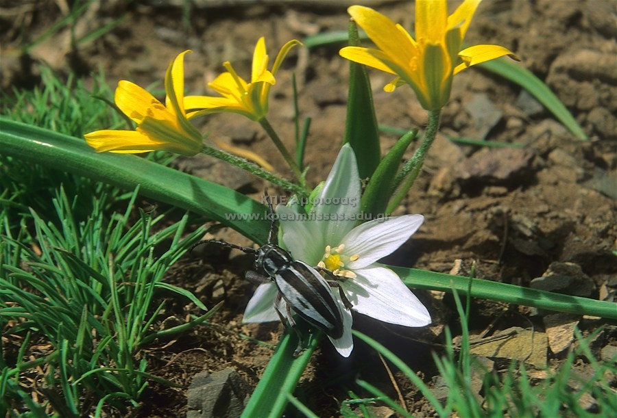 Dorcadion sp.
