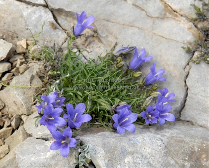 Edraianthus graminifolius
