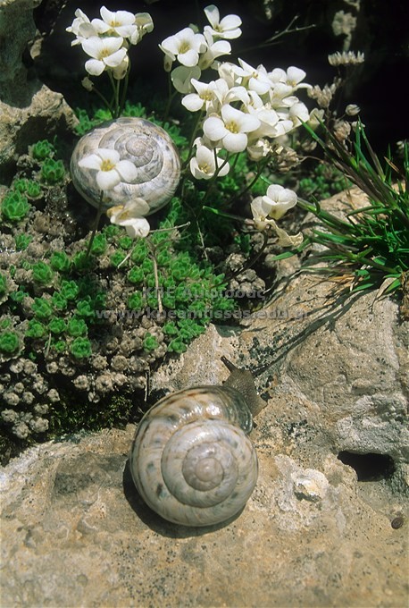 Eobania vermiculata