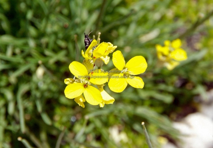 Erysimum bonannianum