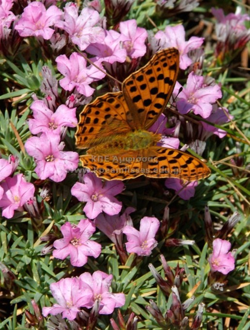 Fabriciana adippe