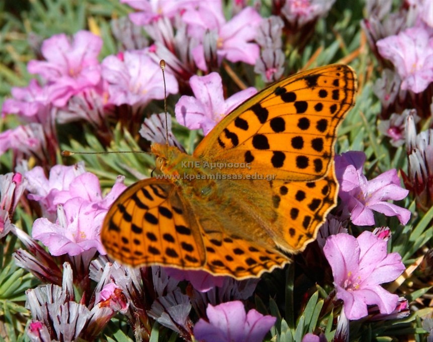 Fabriciana sp.