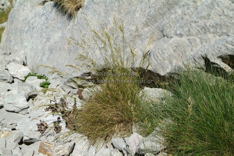 Festuca gautieri