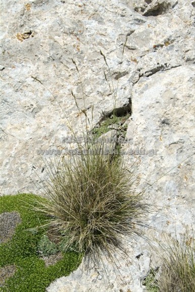 Festuca varia