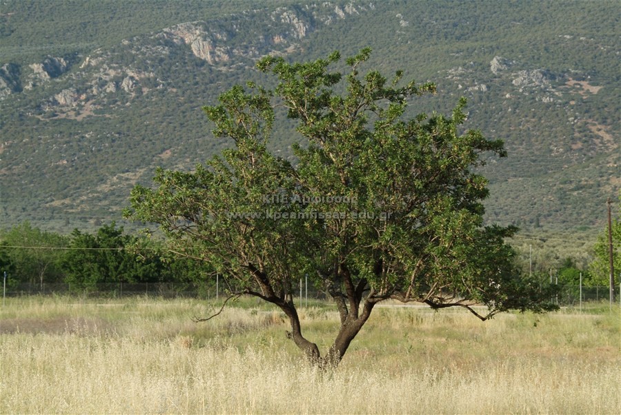 Fraxinus excelsior