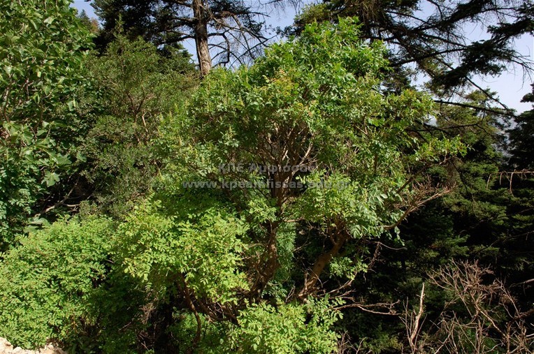 Fraxinus ornus