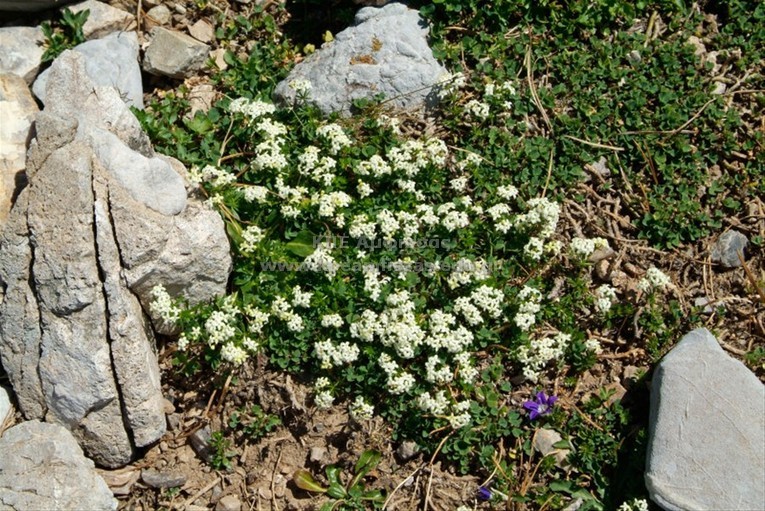 Galium megalospermum