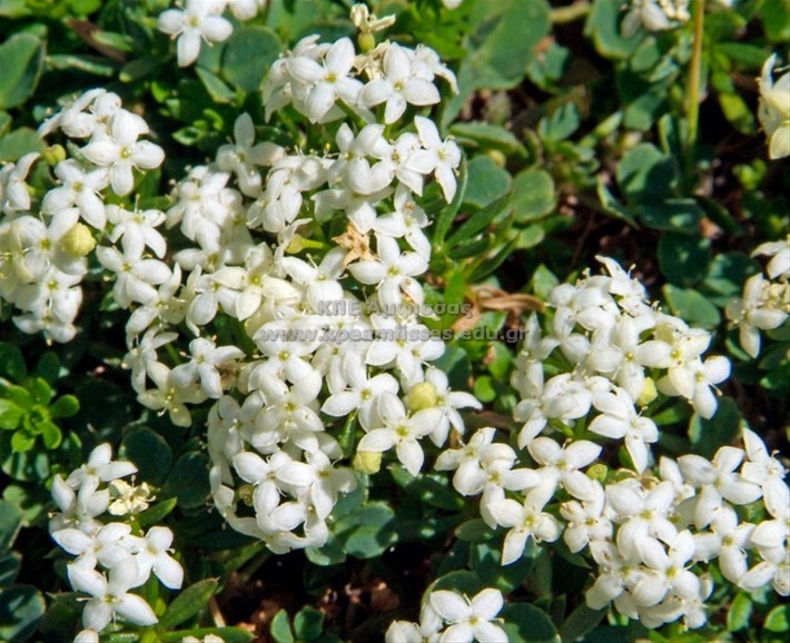 Galium saxatile