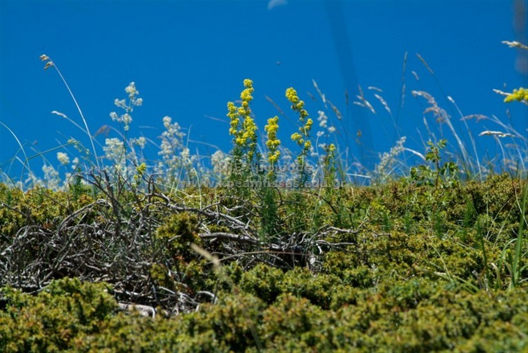 Galium verum