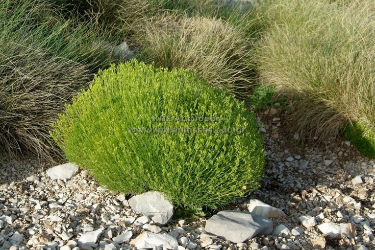 Genista radiata