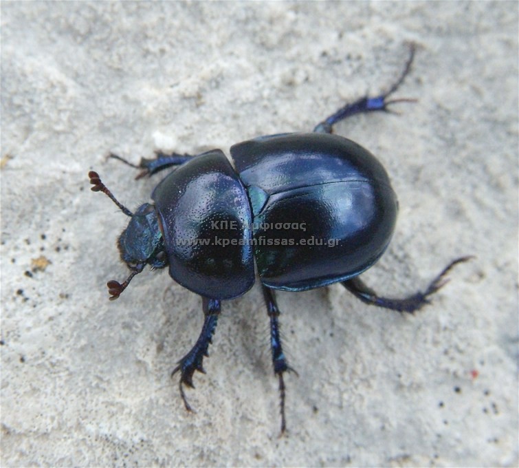 Geotrupidae sp.