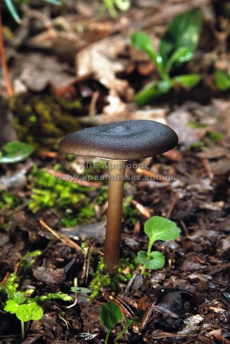 Gymnopus sp.