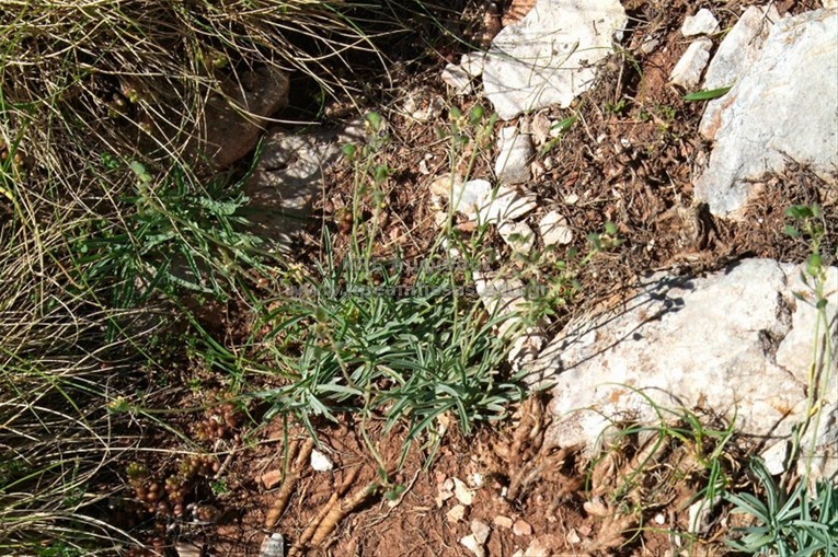 Helianthemum apenninum