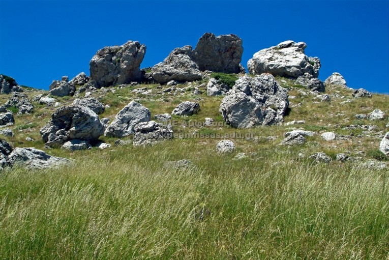 Helictotrichon sempervirens