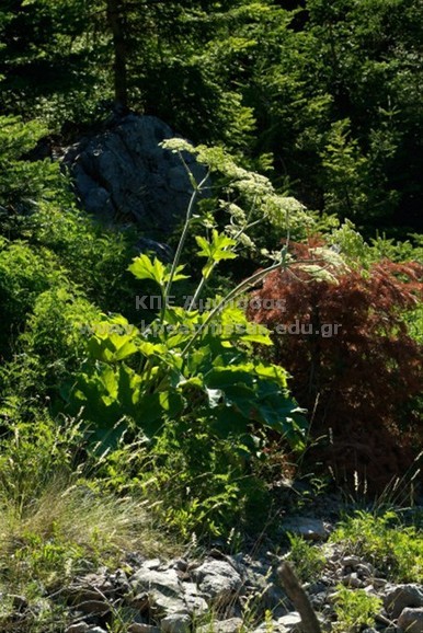 Heracleum mantegazzianum