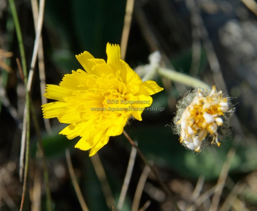 Hieracium tomentosum