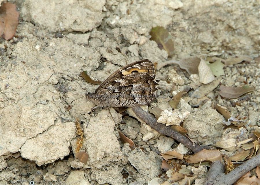 Hipparchia sp.