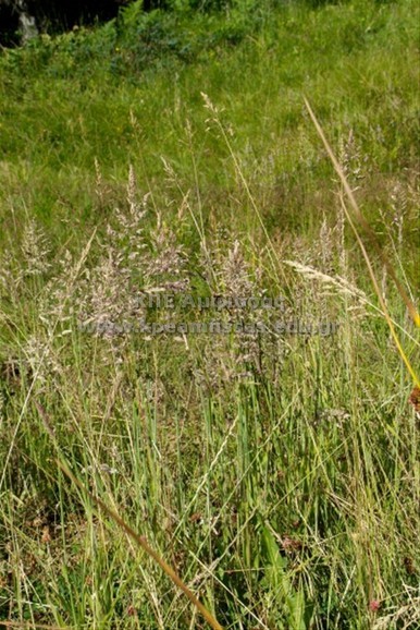Holcus lanatus