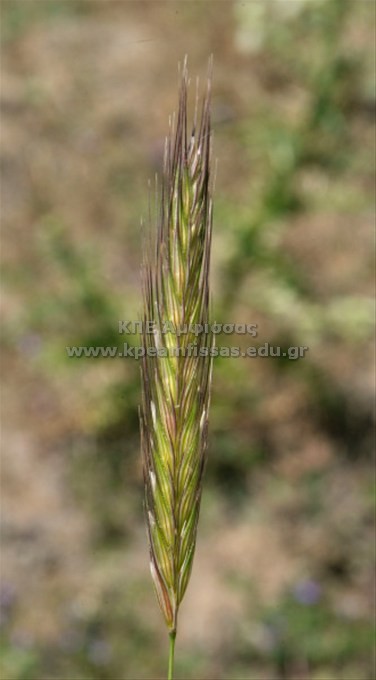 Hordeum bulbosum