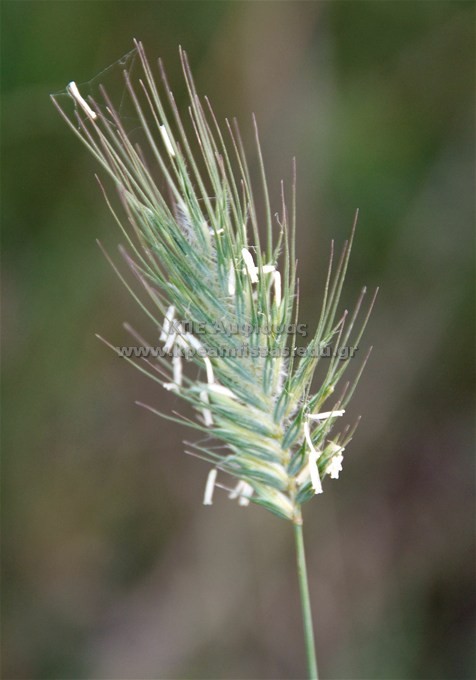 Hordeum marinum