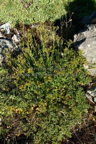 Hypericum perforatum