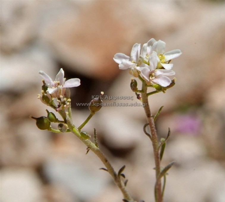Iberis linifolia