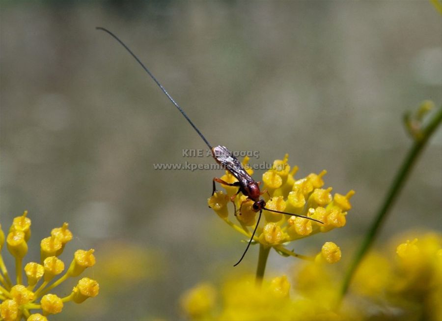 Ichneumonidae sp.