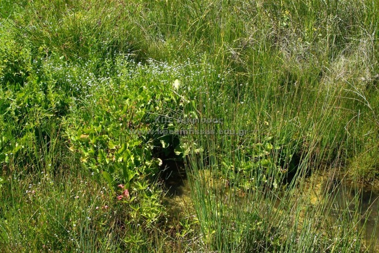 Juncus conglomeratus
