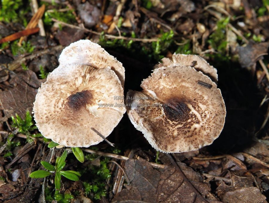 Lactarius sp.