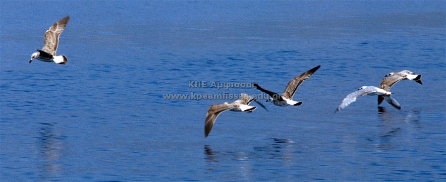 Larus michahellis
