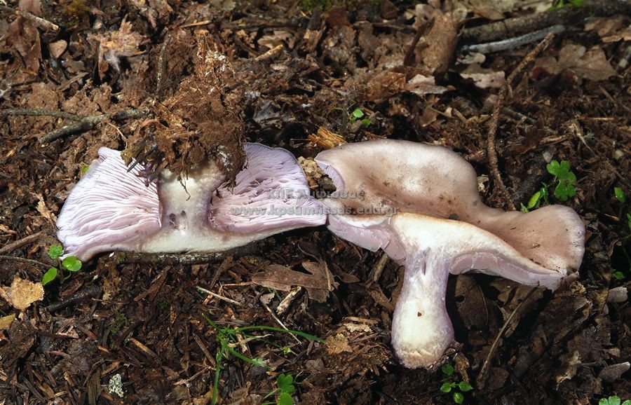 Lepista nuda