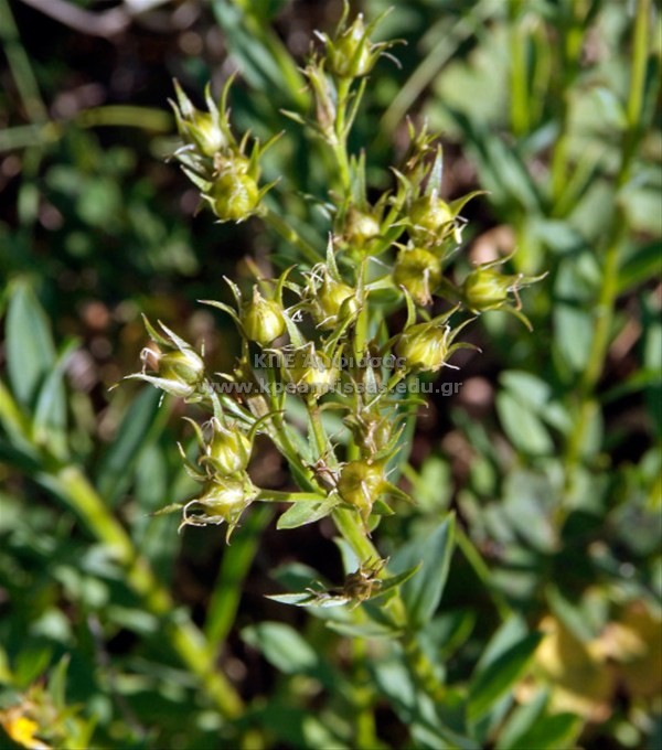 Linum flavum