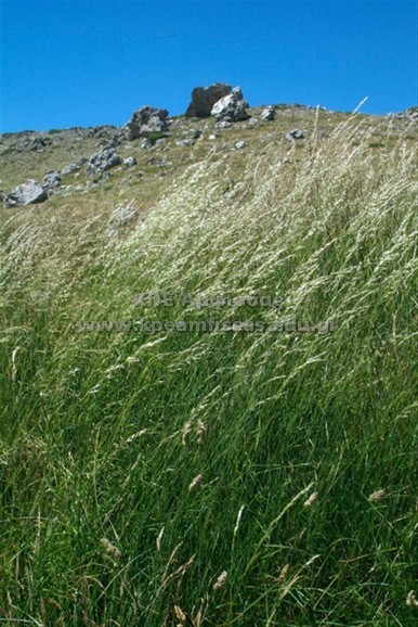 Lolium perenne