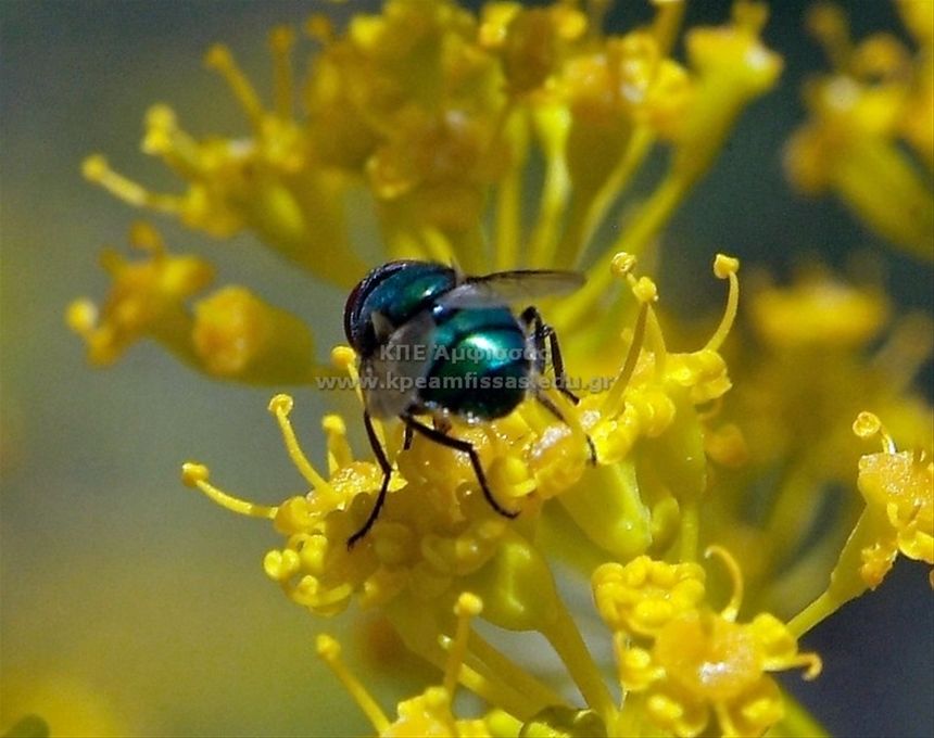 Lucilia sericata