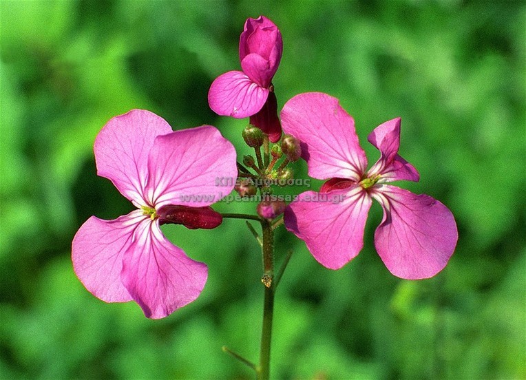 Lunaria annua