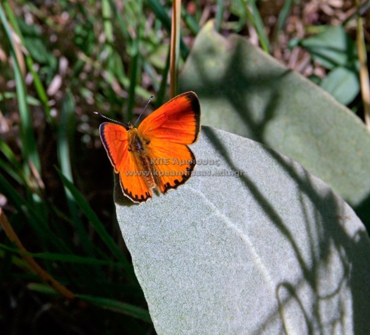 Lycaena phlaeas