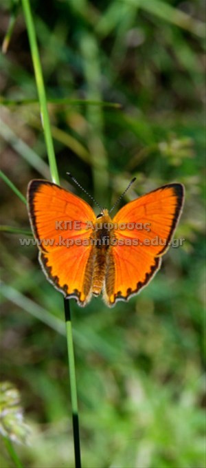 Lycaena virgaureae