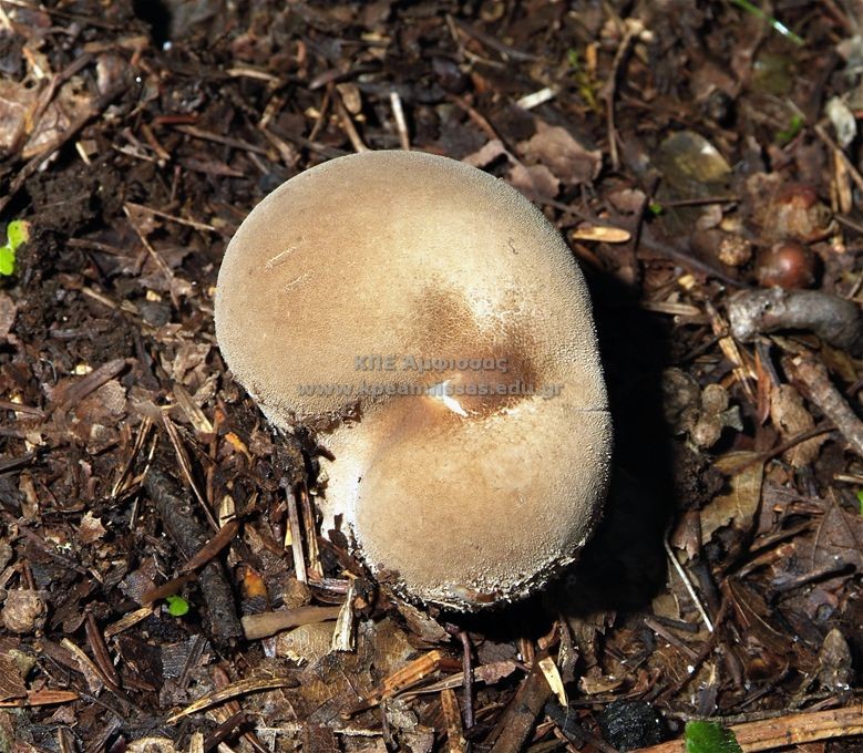 Lycoperdon sp.