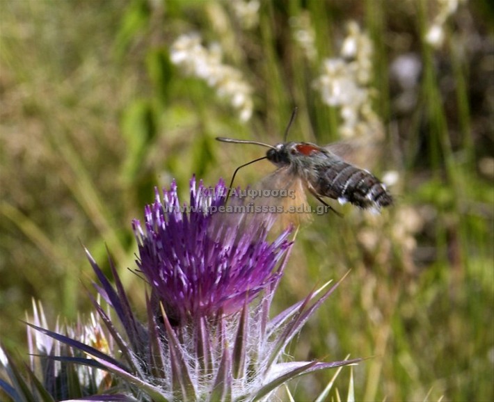 Macroglossum stellatarum