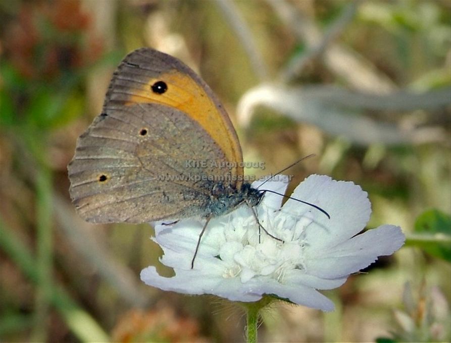 Maniola jurtina