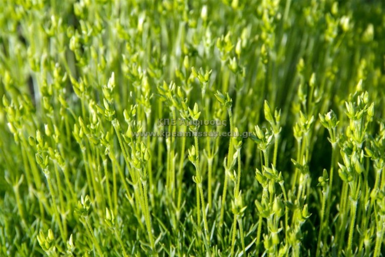 Mcneillia graminifolia