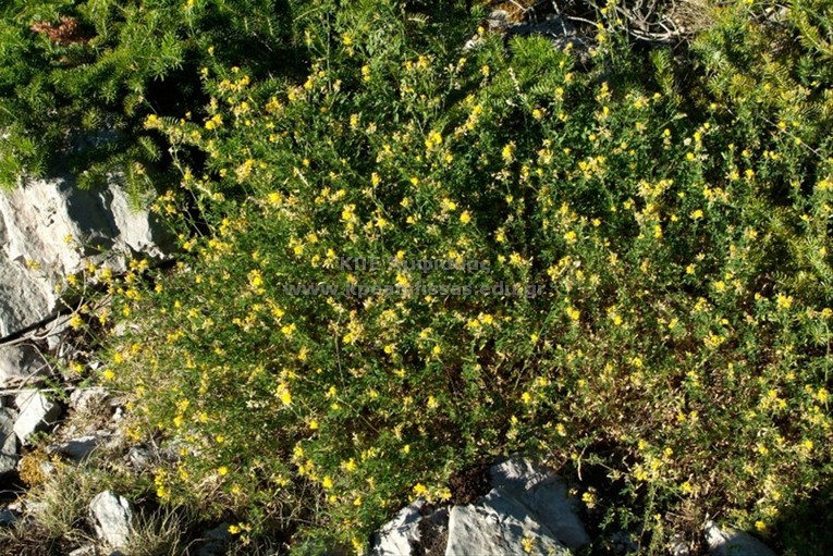 Medicago falcata