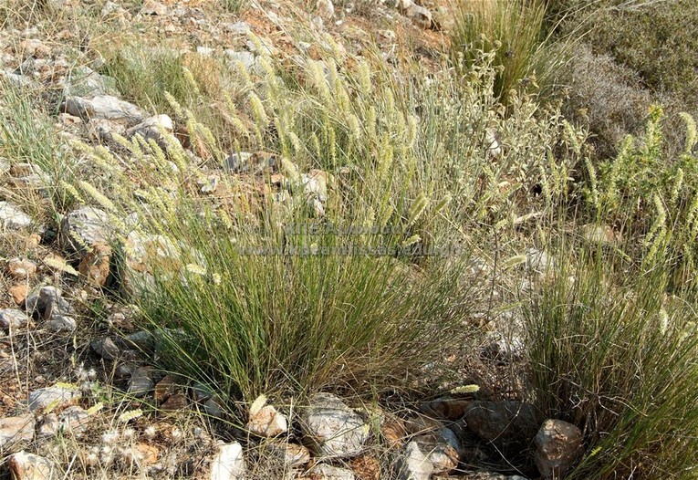 Melica ciliata