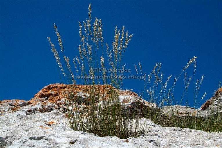 Melica minuta