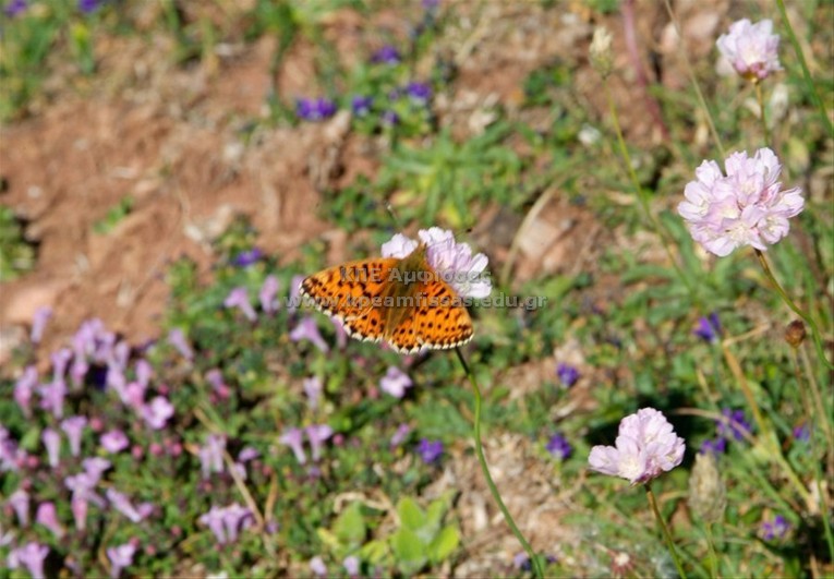 Melitaea sp.