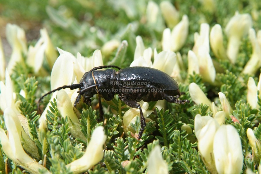 Meloe sp.